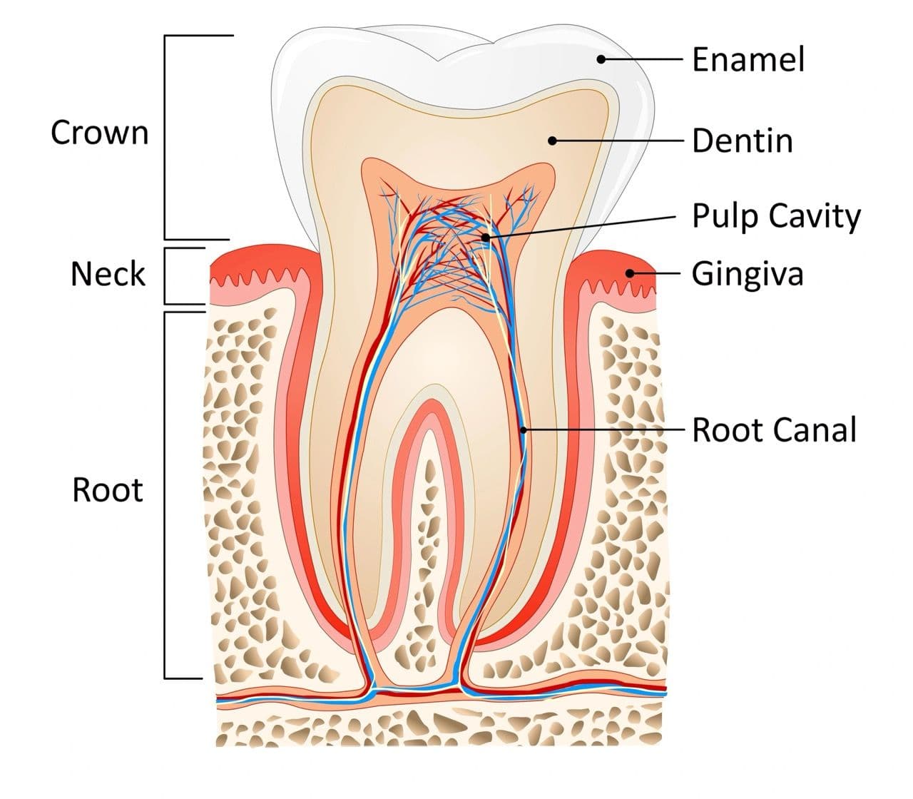 Illustration of tooth anatomy